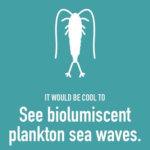 It would be cool to see bioluminescent plankton waves
