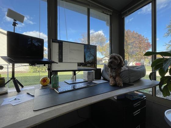Daisy the cockapoo in her bed on the corner of Joe's desk