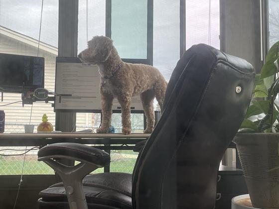 Daisy standing on the desk in front of the monitors, staring out the window