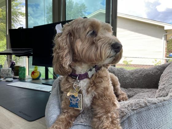 Close-up of Daisy in her desk bed