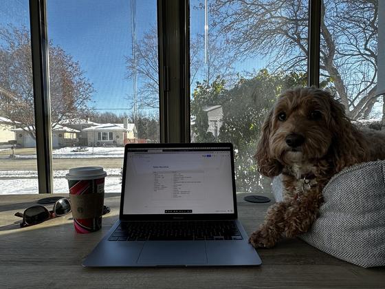 Daisy resting beside an open laptop and a coffee, snow on the ground outside