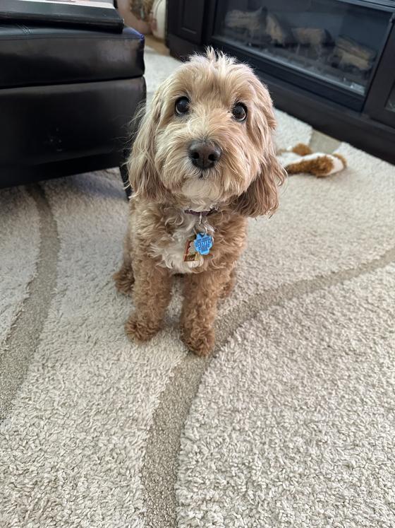 Daisy sitting on the living room carpet