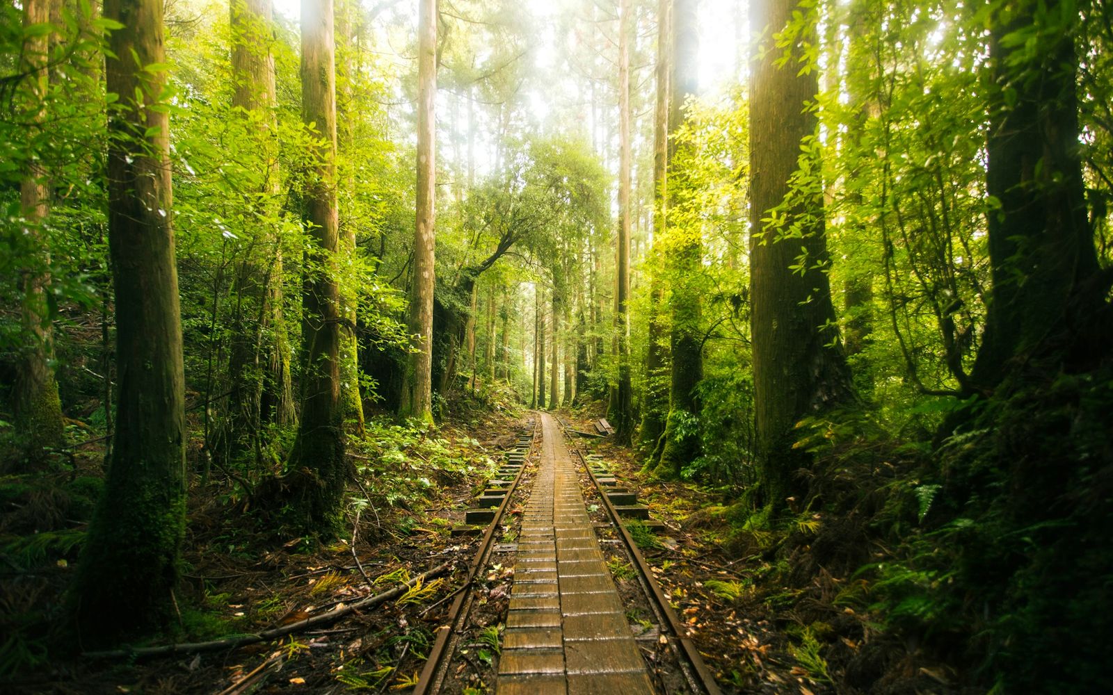 The path through the forest along the old railway tracks