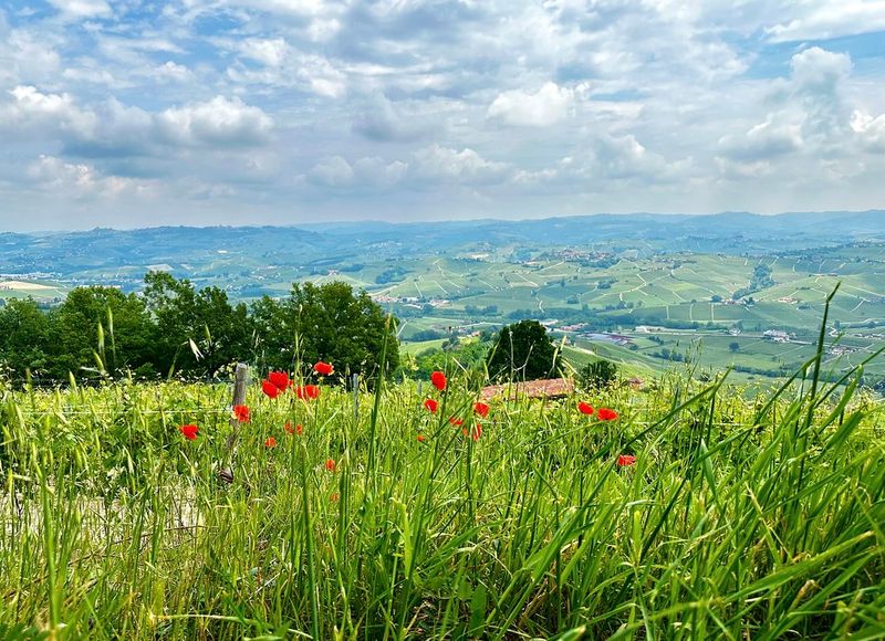 Typical landscape, the hills of the Langhe region in Piedmont