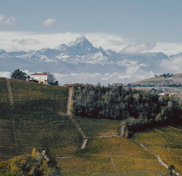 The Vineyards Trail in Piedmont