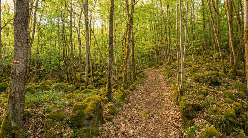 A forested trail along the GR441 trek in the heart of France’s volcanic hills