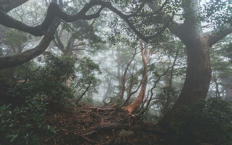 Trek photo