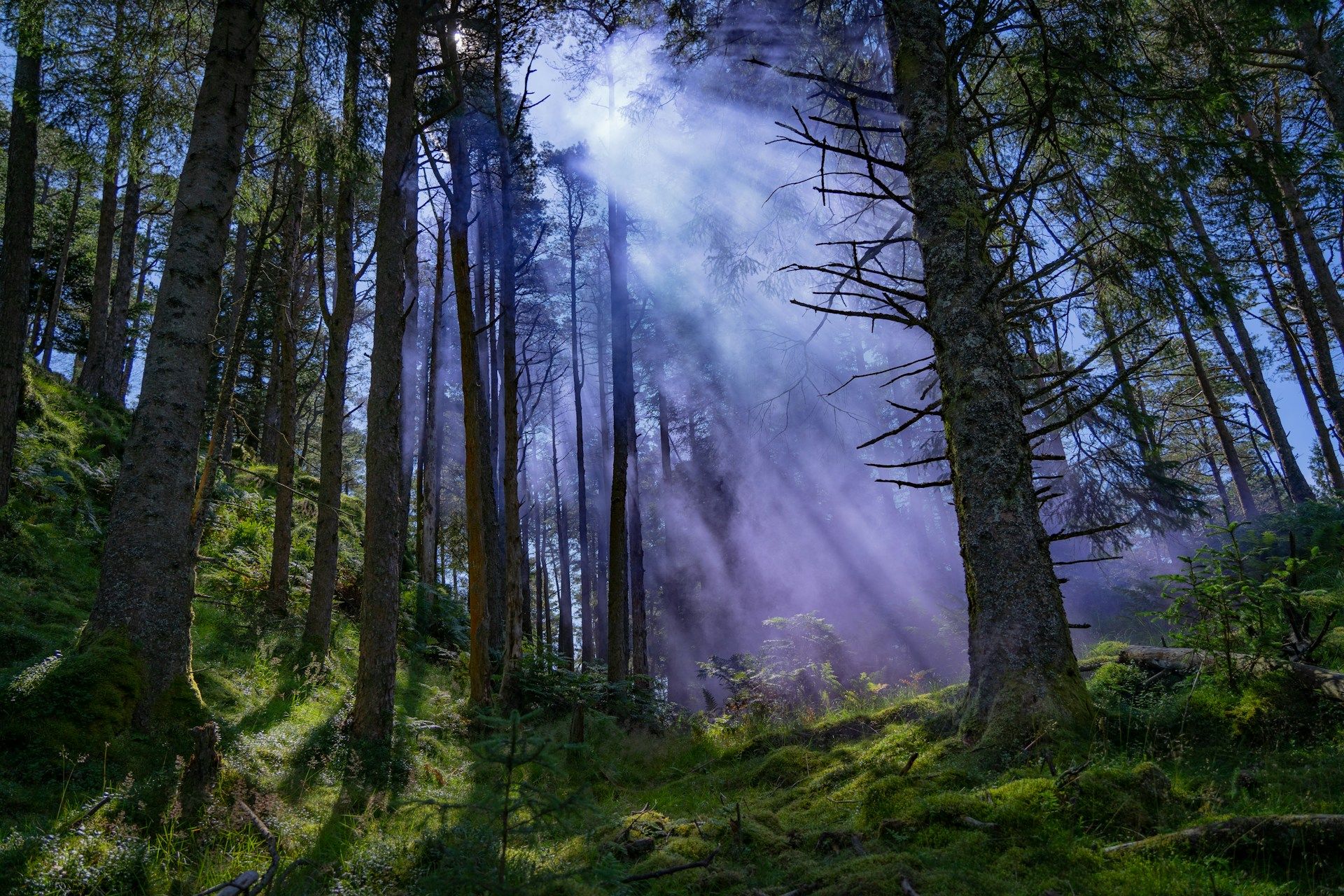 forest-bathing--shinrinyoku