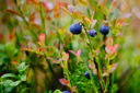 Day image preview