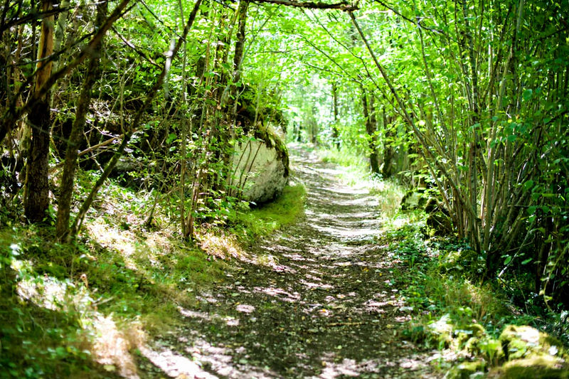 The path along the river