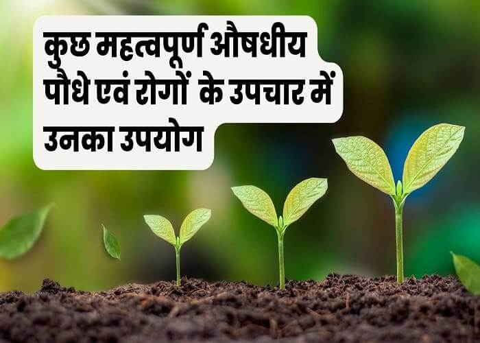 Some important medicinal plants and their use in the treatment of diseases in hindi