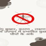 Extracts of some plants affected in dengue fever, causes, symptoms and treatment in hindi