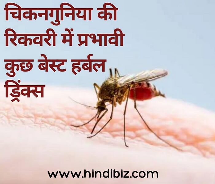 Some of the best herbal drinks effective in chikungunya recovery in hindi