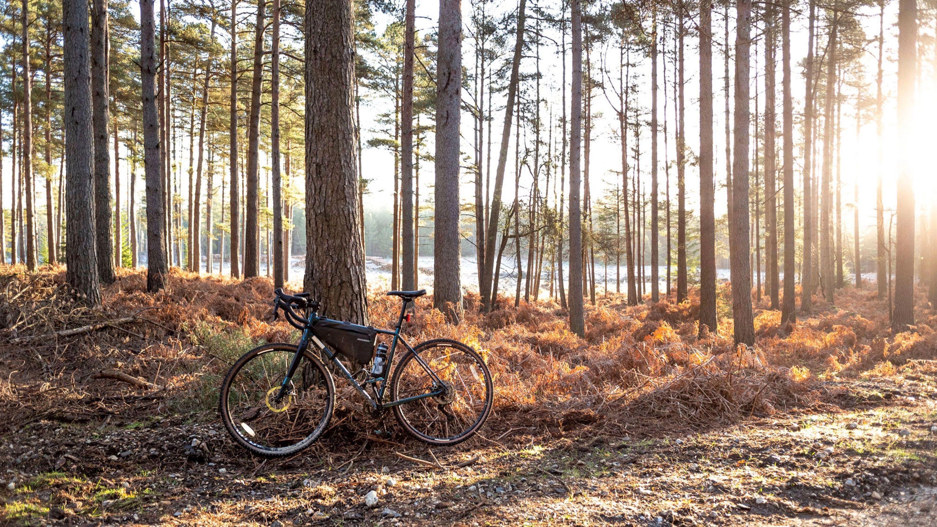 Sunrise in New Forest