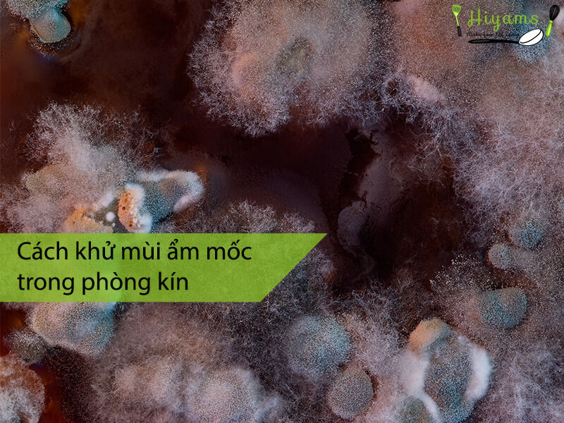 Cách khử mùi ẩm mốc trong phòng kín