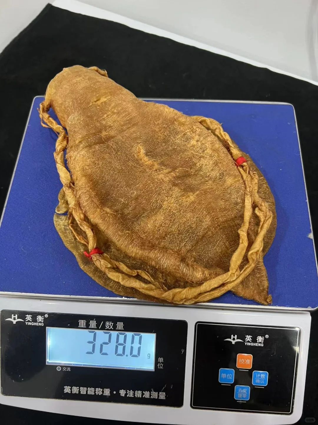 回收金錢膠(黃唇魚膠)的特寫照片
