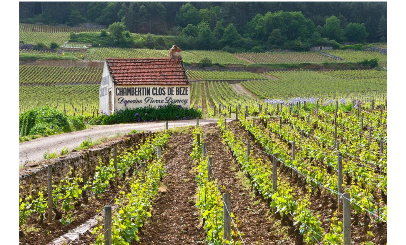 勃艮第 Chambertin 特級園葡萄園景觀