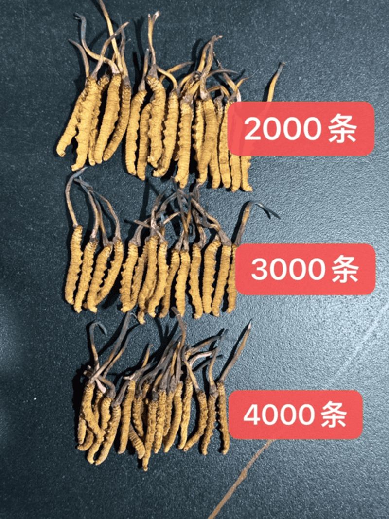 不同規格冬蟲夏草對比圖