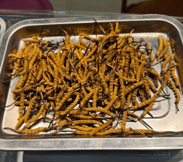 檢查冬蟲夏草品相