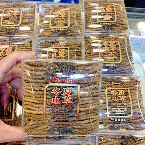 優質冬蟲夏草（蟲草）示意圖