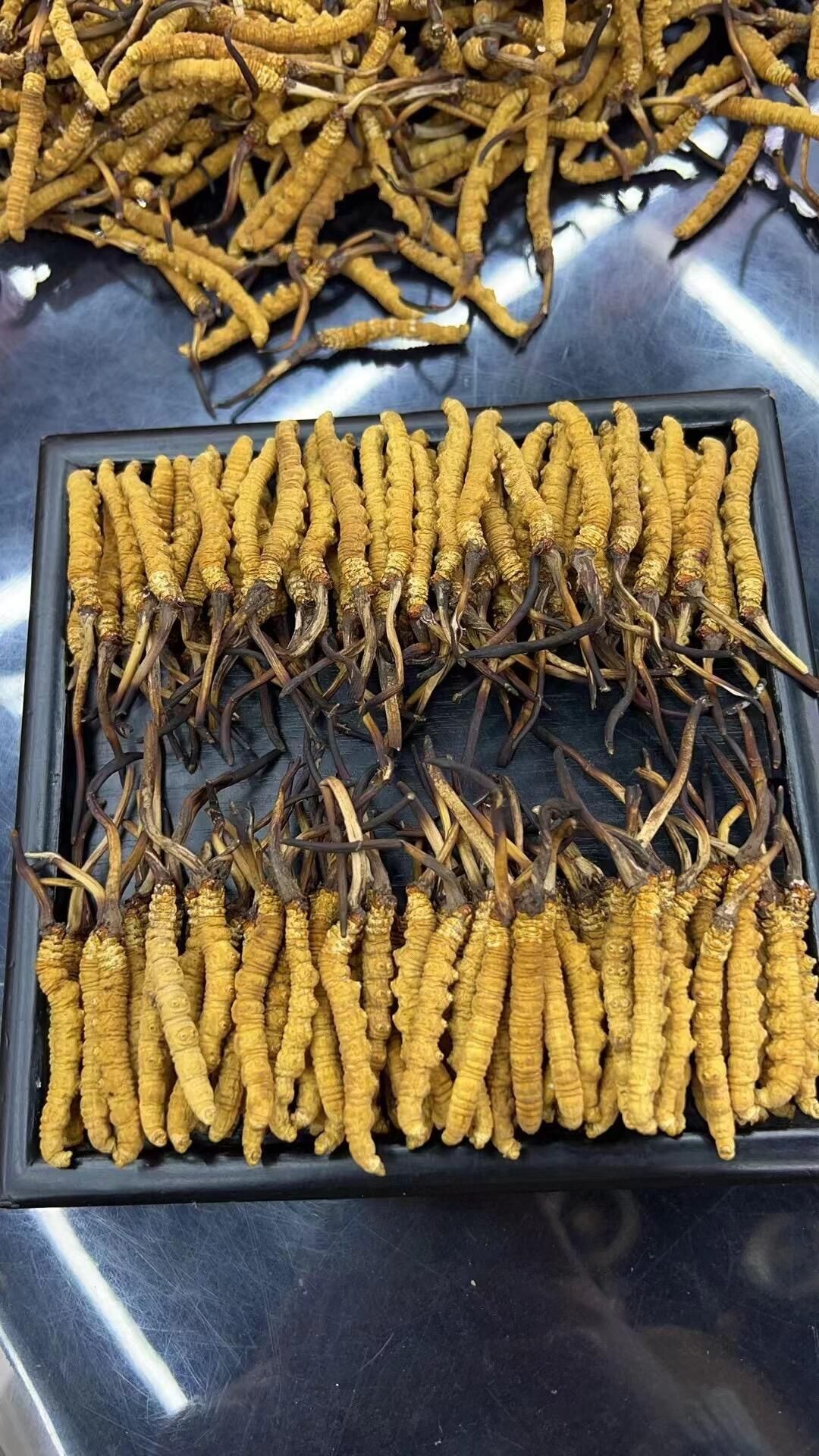 回收青海玉樹蟲草的示意圖