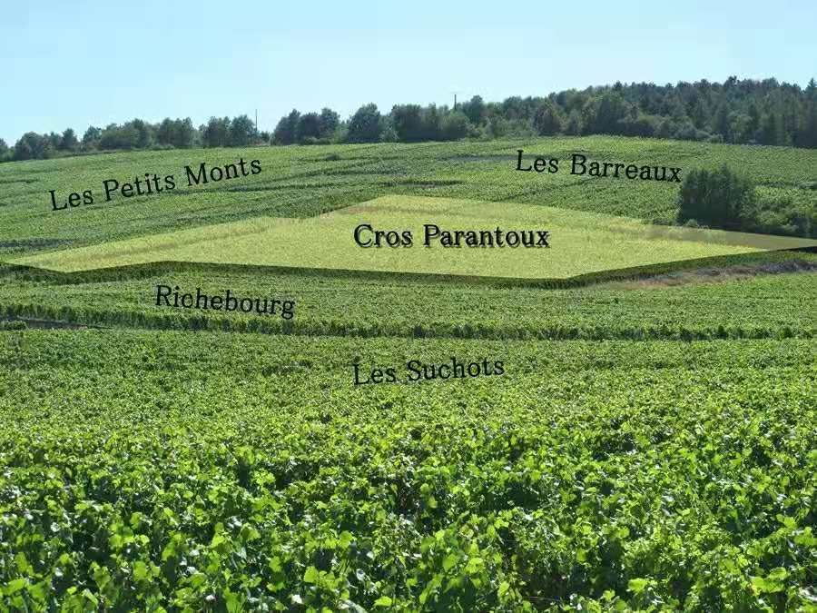 Cros Parantoux 葡萄園位於 Richebourg 上方的高坡