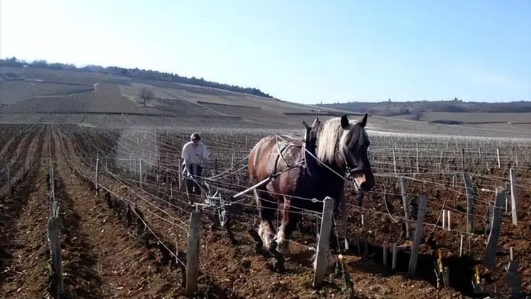 DRC 酒莊使用馬匹進行生物動力法耕作，保護土壤