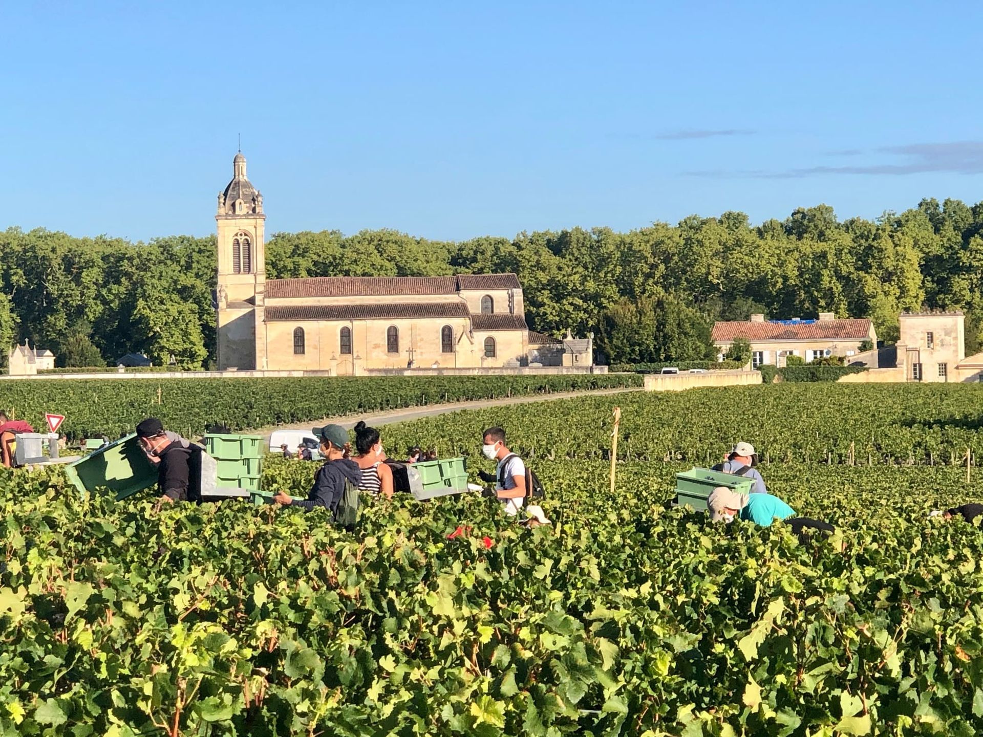 瑪歌酒莊 (Château Margaux) 葡萄園與 2015 年豐收景象