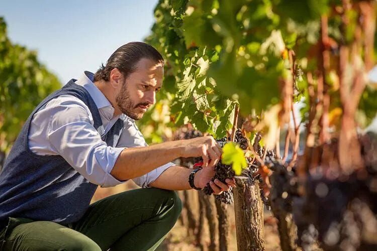 柏圖斯葡萄園精心篩選的梅洛葡萄