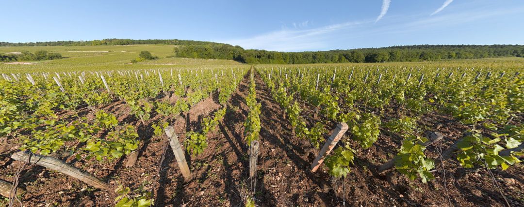 Chambertin 特級園的黑皮諾葡萄與石灰岩土壤