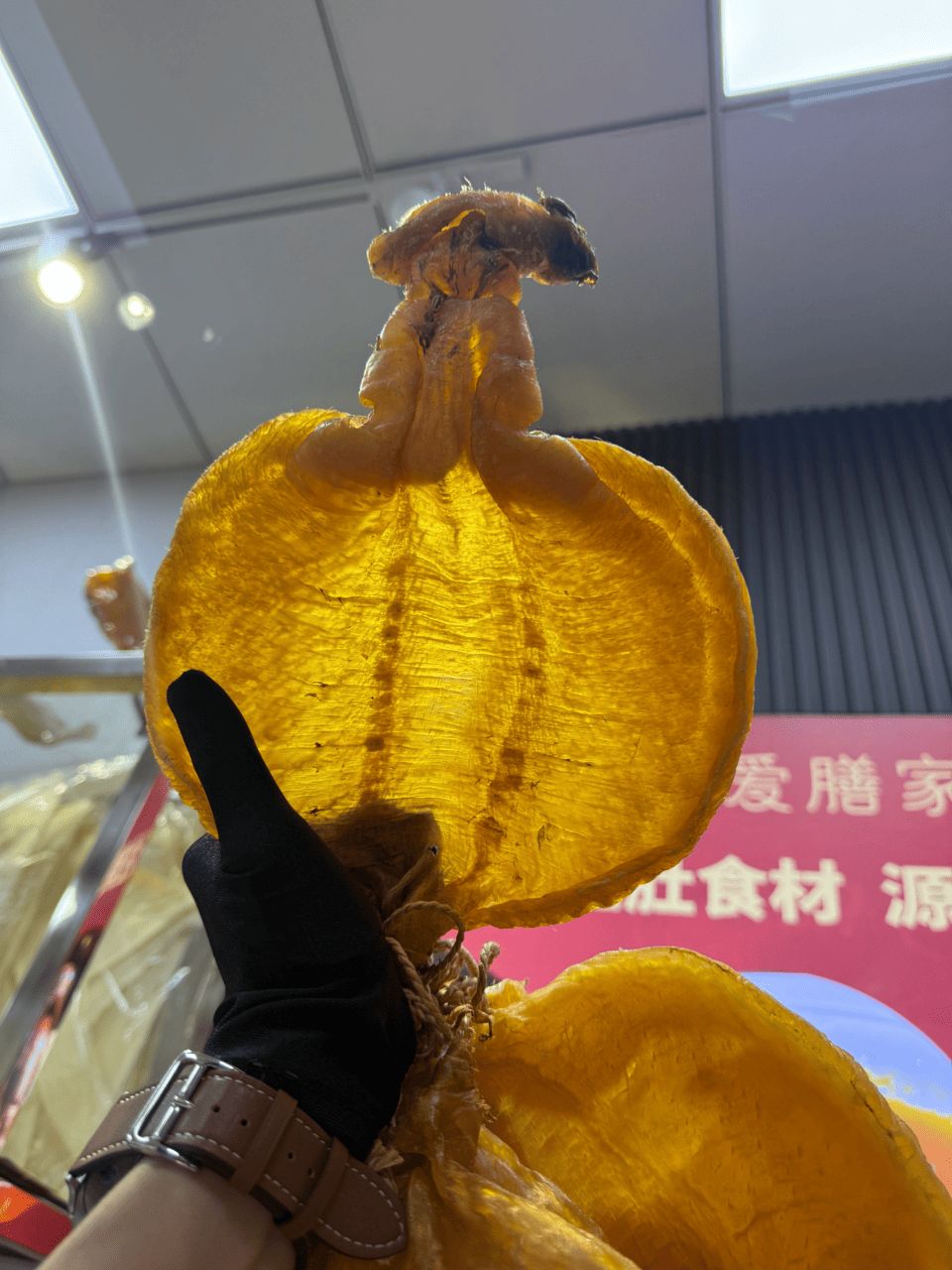 極品石肚展示，肉質厚實通透