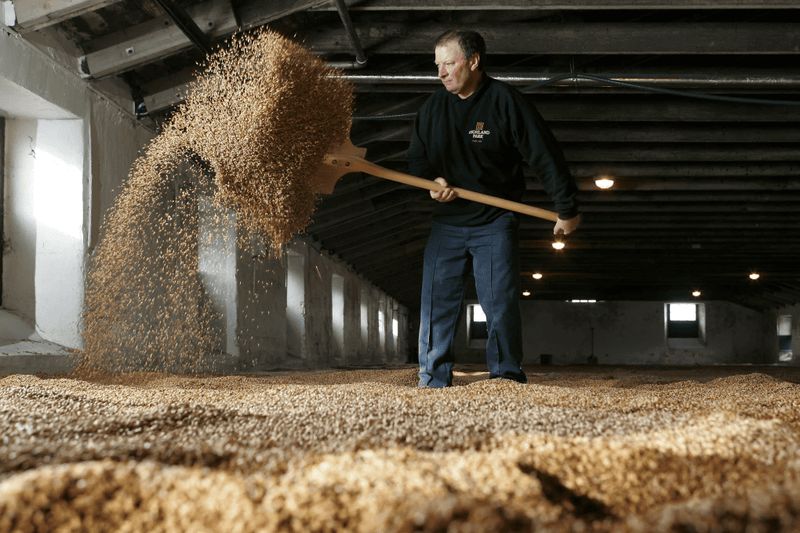 雲頂酒廠堅持傳統的地板發麥工藝