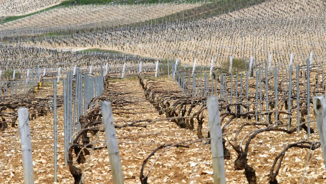 勃艮第沃恩-羅曼尼 (Vosne-Romanée) 村莊的葡萄園風土示意圖