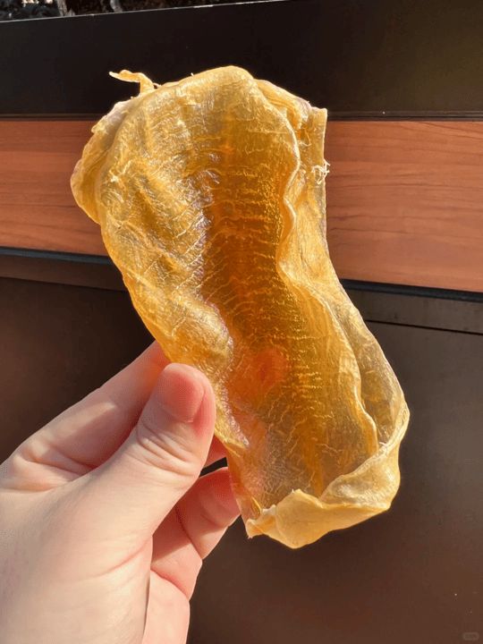 白花膠側面展示明顯的雙層肉結構