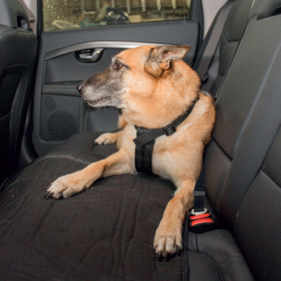 Sécurité canine en voiture : le harnais adapté.
