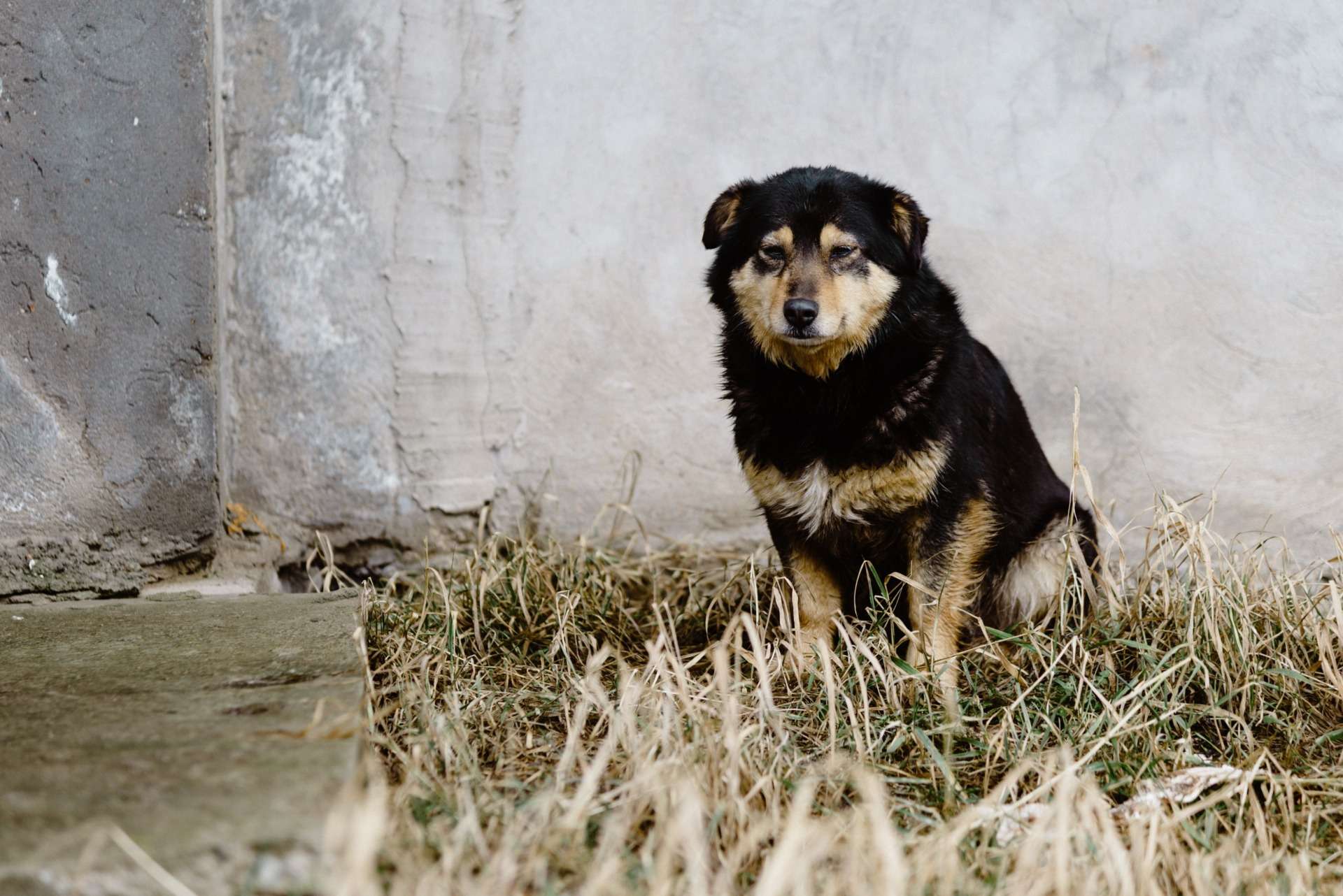 Pour vos animaux, l'abandon n'est pas une solution - Ville de