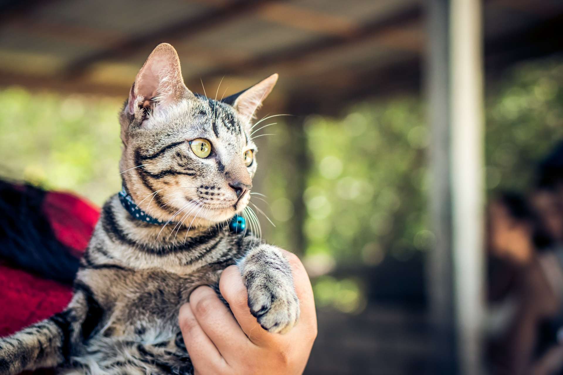 Collier GPS pour chat : quelle utilité ? Comment le choisir ?