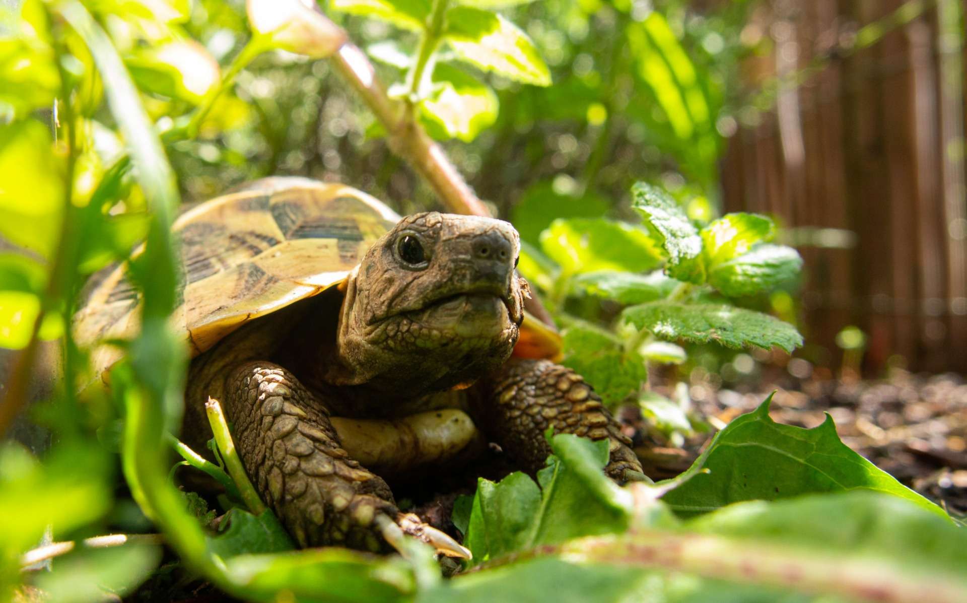 Un enclos pour mes tortues d'Hermann 