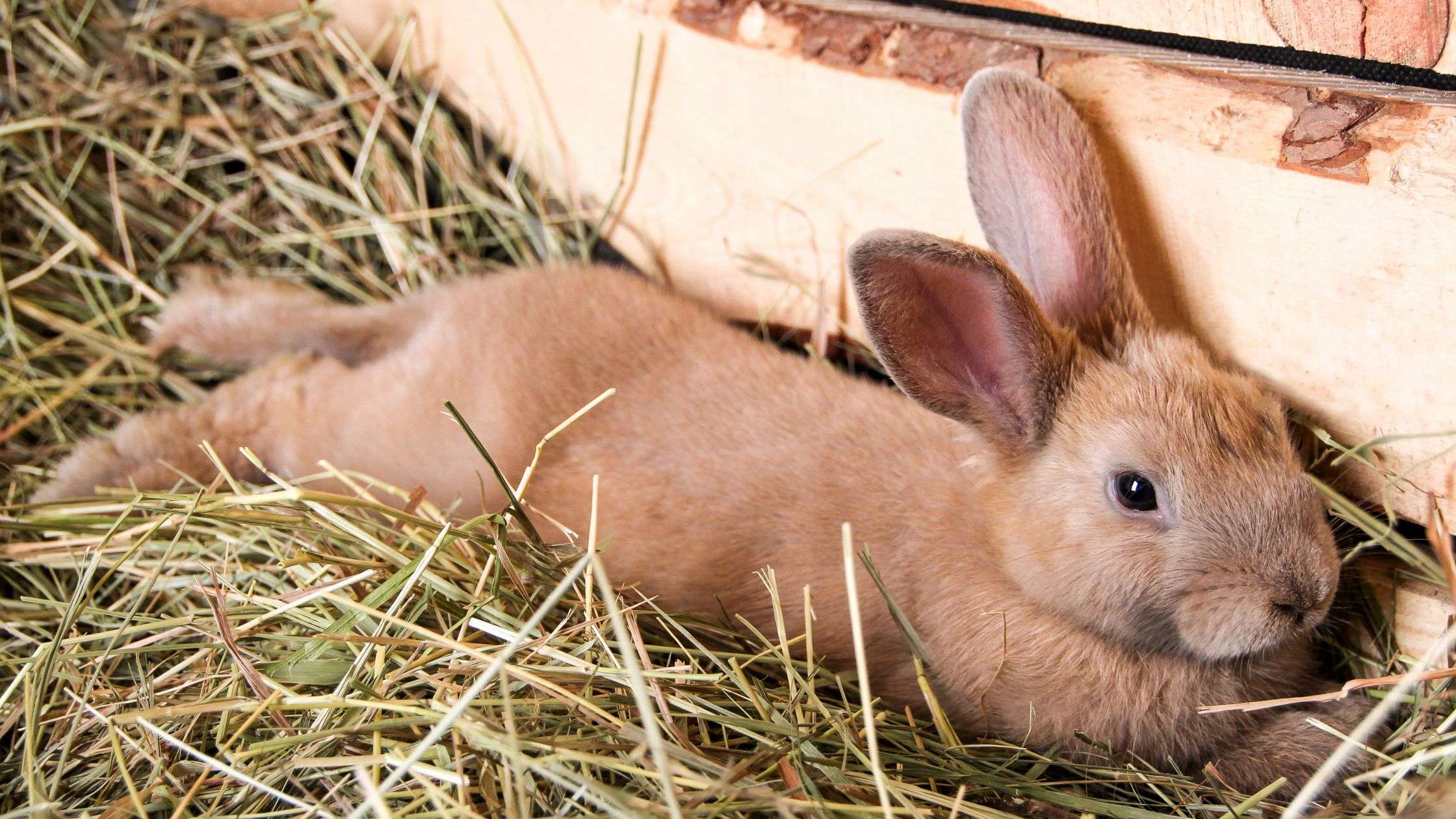 Herbe ou foin pour le lapin de compagnie- la dure vie du lapin urbain