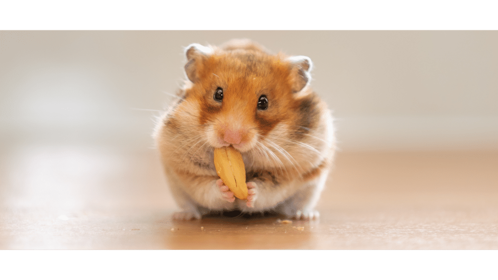 Que mange un hamster : tout sur son alimentation