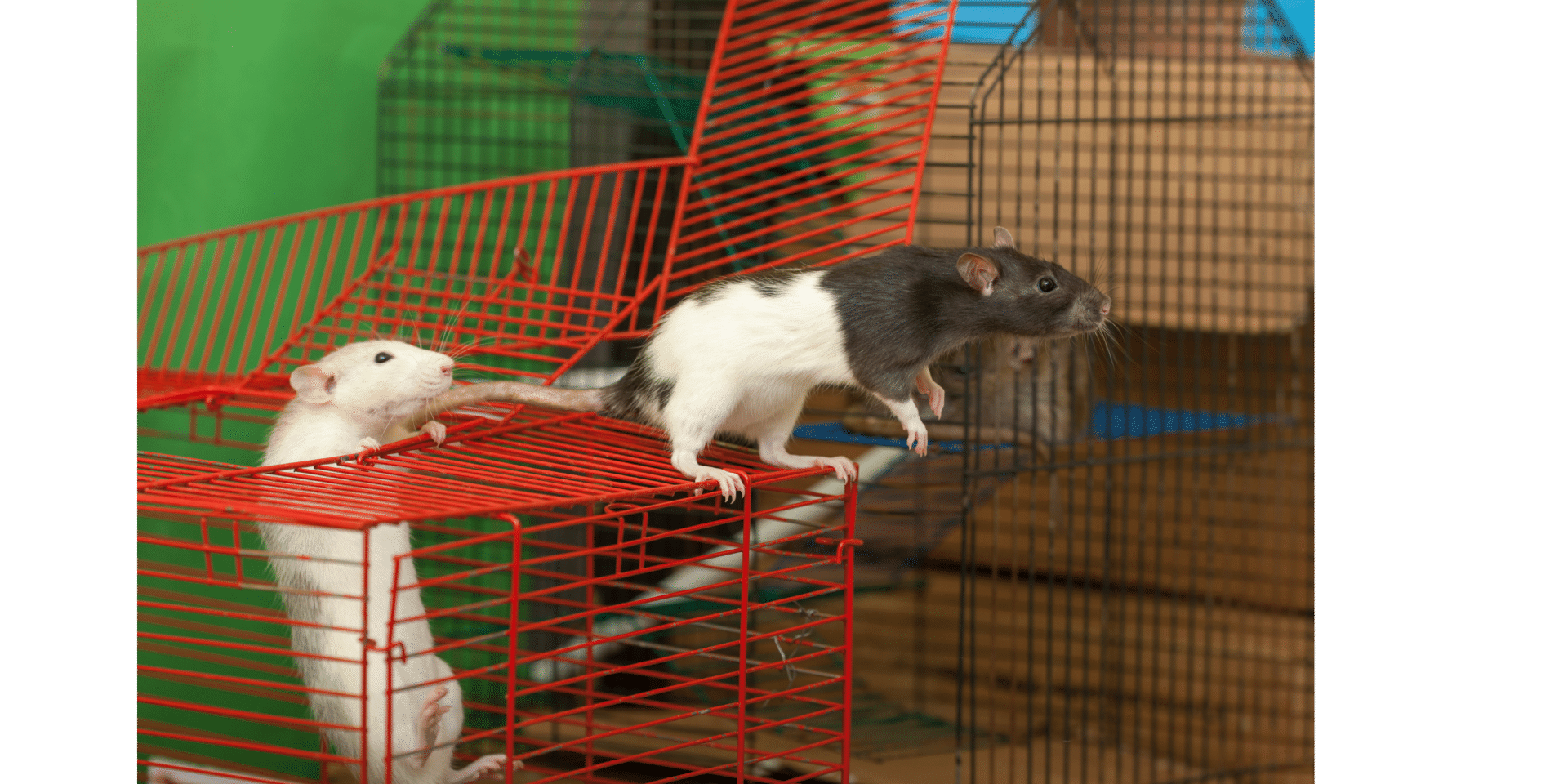 Quelle cage choisir pour un rat ? - JMT Alimentation Animale