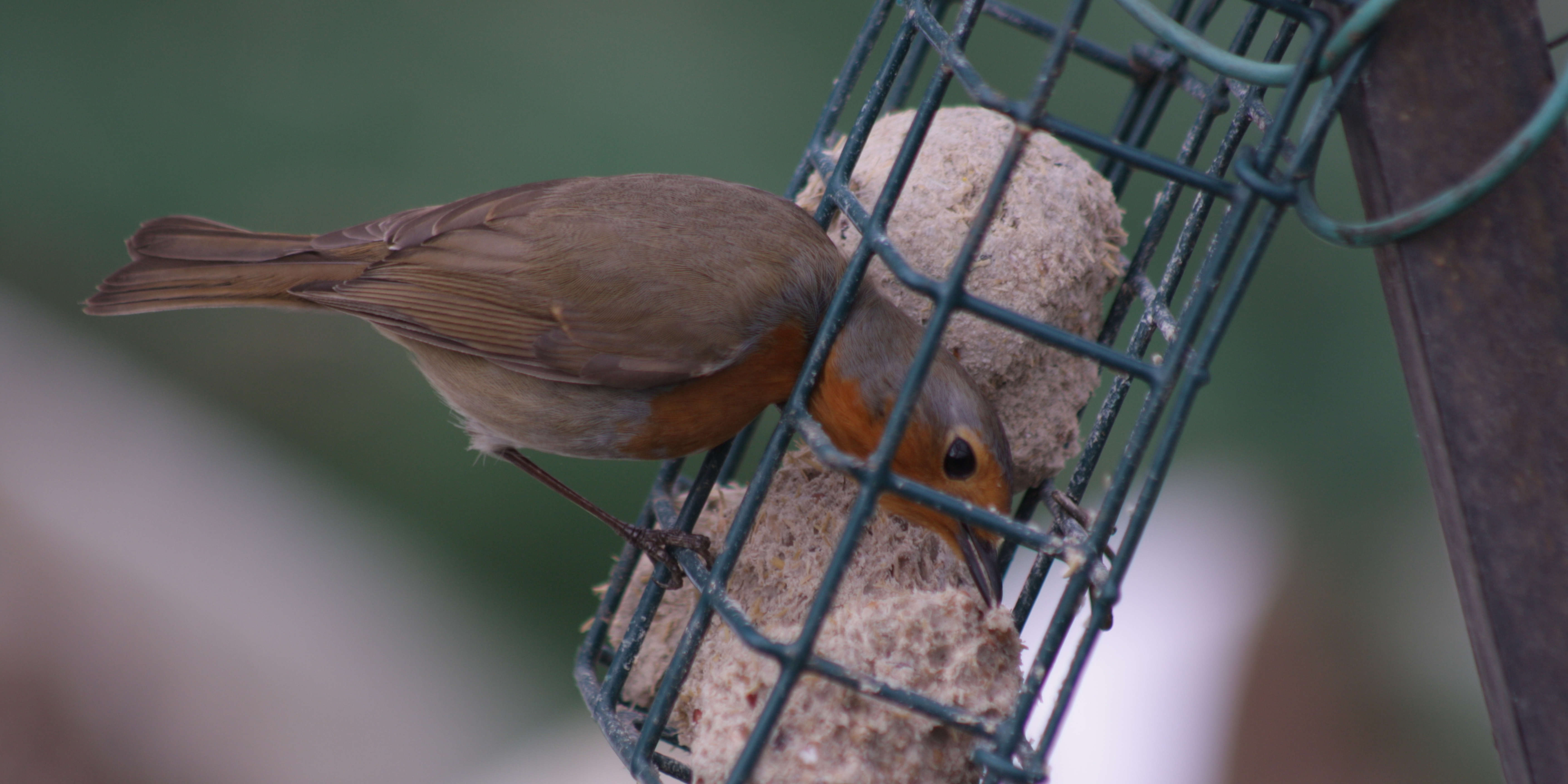 Quand nourrir les oiseaux du jardin ? Les meilleures périodes