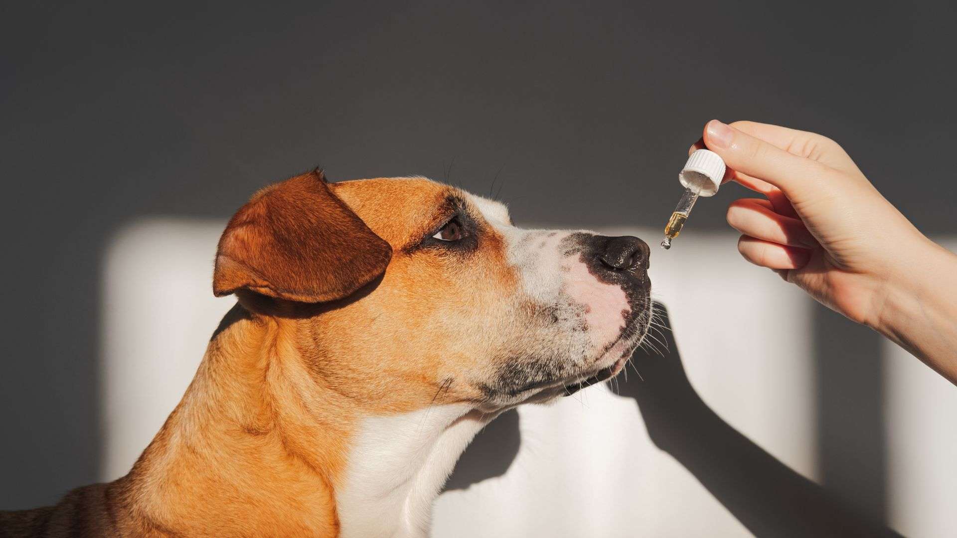 Huile de saumon pour chien : pourquoi et comment l'utiliser ? - JMT  Alimentation Animale