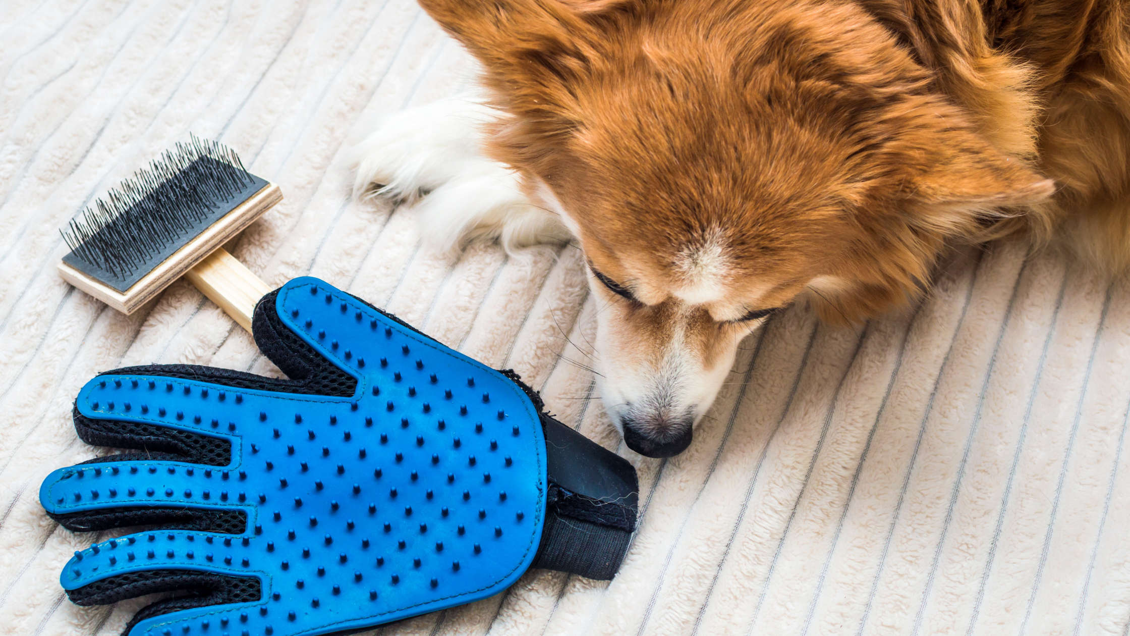 Brosse anti-poils et carde pour chien