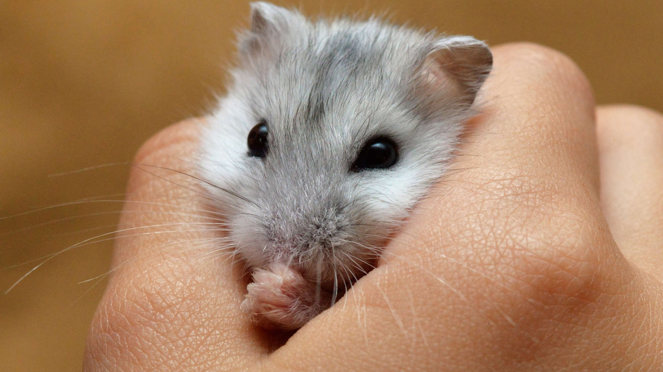 Hamster doré : soins, alimentation et besoins