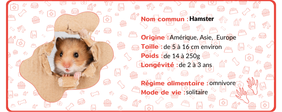 Alimentation du Hamster