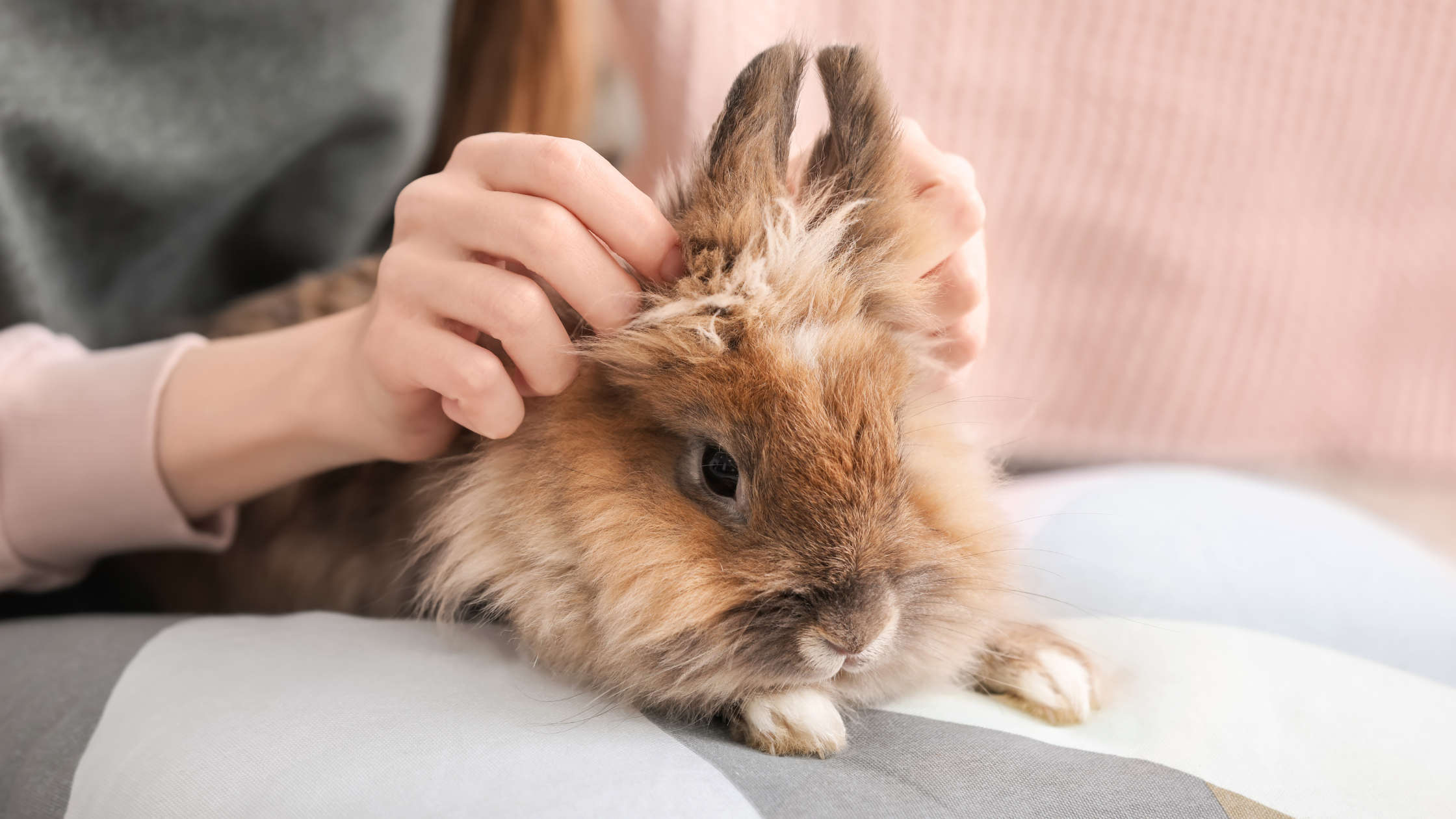 Lapin nain : Les vaccins pour lapins - Protéger son lapin