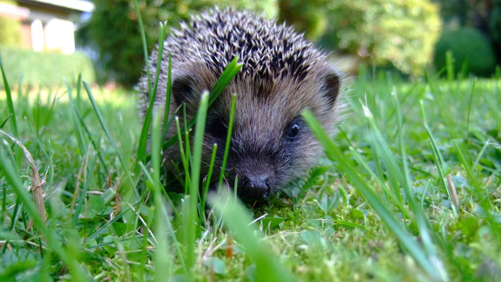 Que faire quand on trouve un hérisson dans son jardin ? - Gamm vert