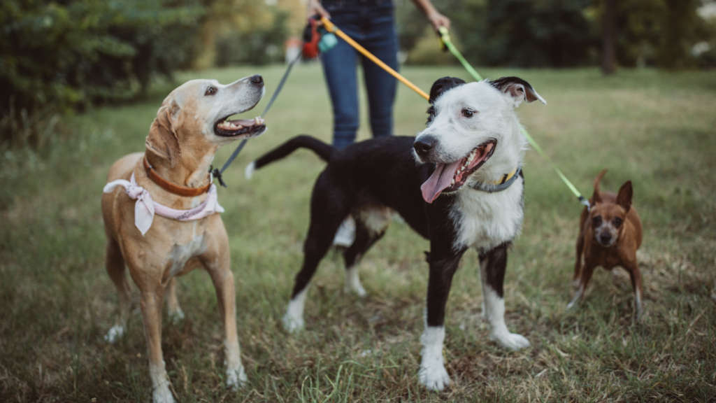 Les accessoires indispensables quand on a un chien