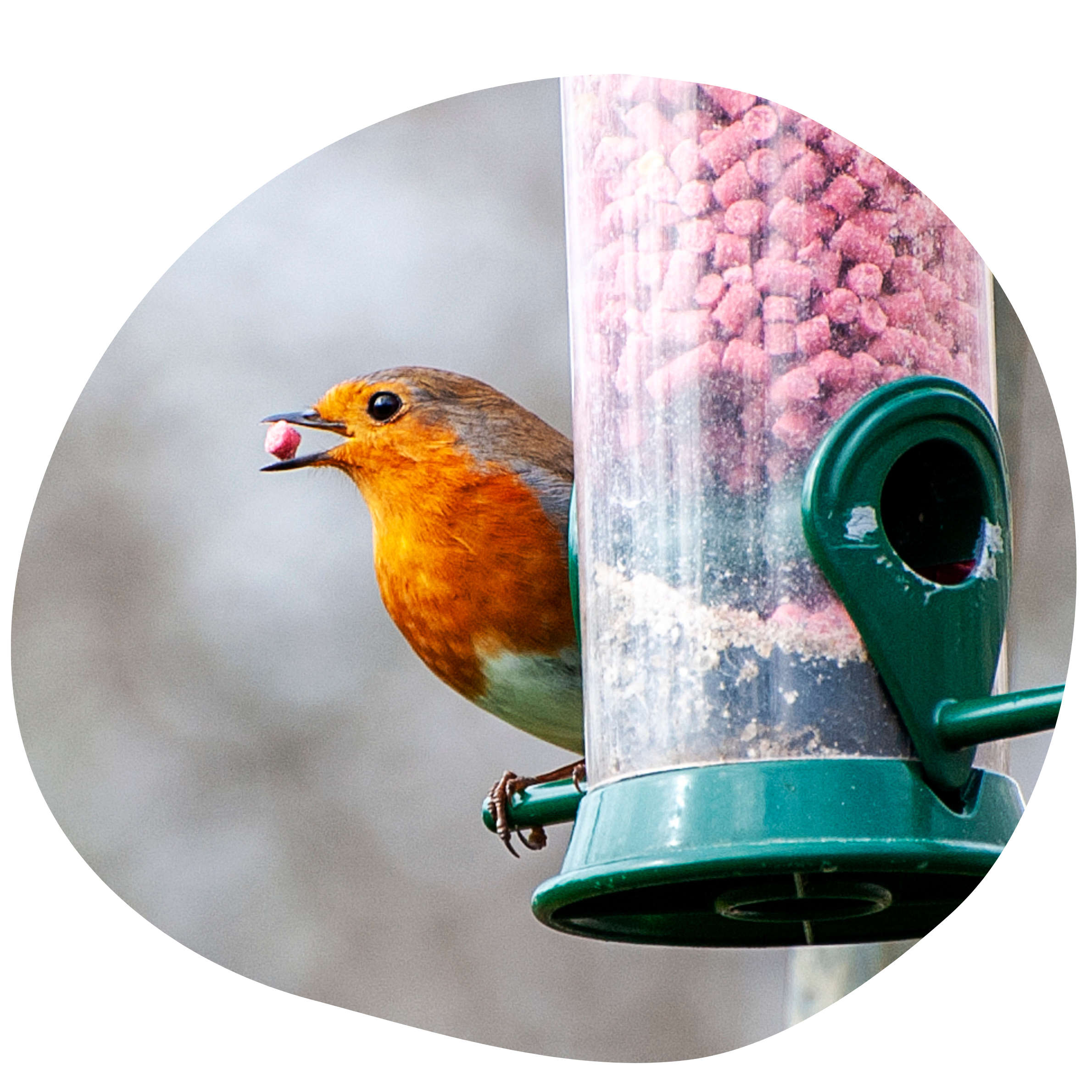 Pourquoi mettre des boules de graisse à disposition des oiseaux ? - JMT  Alimentation Animale